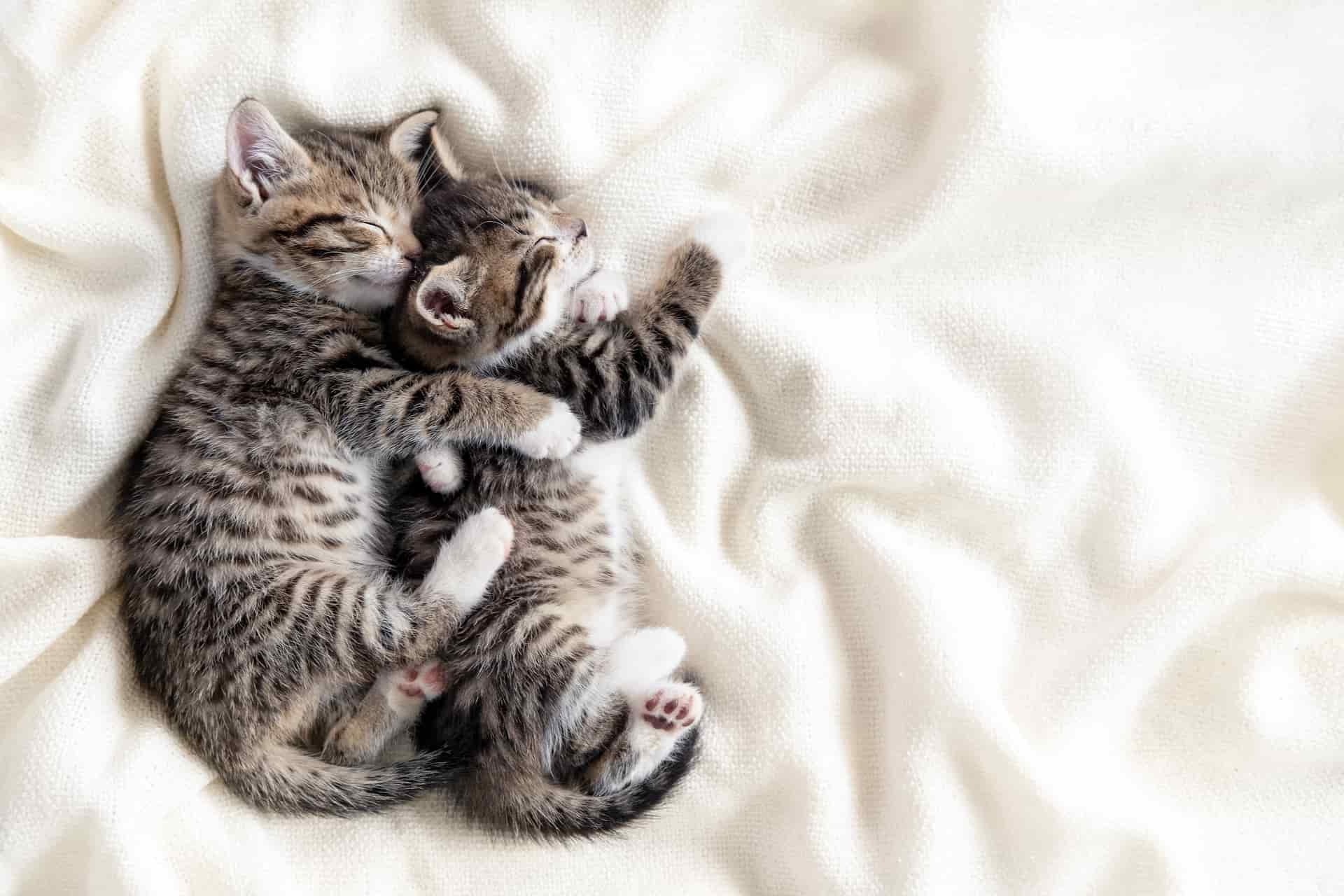 Два полосатых котенка